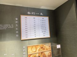 点击看大图 -太湖雪蚕桑文化园