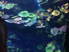 -暹罗海洋世界