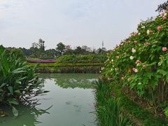 -天府芙蓉园