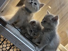 -喵zoo家庭繁育猫舍(尖东智能花园店)