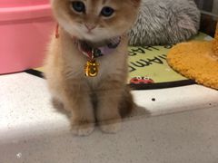 -糯米喵星人总部直营旗舰店·猫舍·幼猫出售