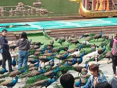 -西双版纳原始森林公园