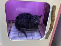 -瑞鹏宠物医院·骨科·猫科·内科(第一中心)