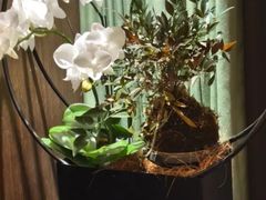 -王府茶宴(大观园总店)