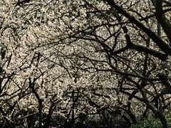 -香雪海