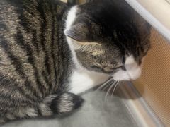 -四月宠物医院·猫专科·心脏专科·内科(转塘店)