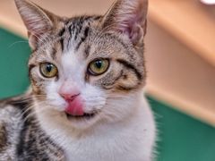 -飞行喵MR PILOT|猫舍·猫咖(静安大融城店)