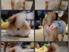 -逗柴咖啡屋·狗咖猫咖宠物桌游