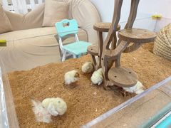 -怪兽屋·羊驼·猫咖·狗咖(俊华广场店)