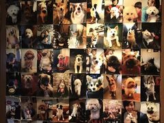 -百好乐宠物友好餐厅(朝外大街店)