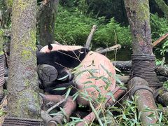 -都江堰中华大熊猫苑