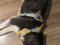 -宠物之家Pets Home 宠物寄养酒店
