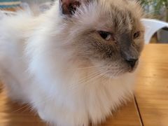 -Cappucimeow猫咪咖啡馆(韦伯时代店)
