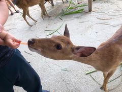 -鹿境梅花鹿生态园区