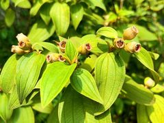 -广州神农草堂中医药博物馆