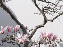 -耦园