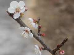 -广州市流溪河国家森林公园