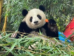 -广州长隆国际大马戏