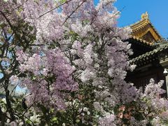 -北京凤凰岭