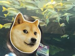 -悉尼海洋生物水族馆