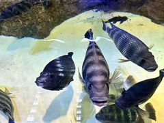 -上海海洋水族馆