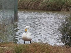 -盐城丹顶鹤湿地生态旅游区