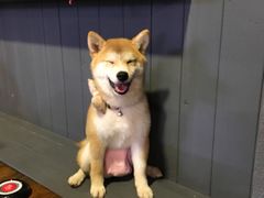 -百好乐宠物友好餐厅(朝外大街店)