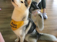 -Husky Go! 哈士奇体验馆·宠物咖啡厅狗咖