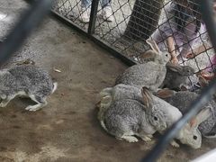 -歌斐颂巧克力小镇