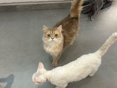 -琪喵猫屋·撸猫猫咖·猫舍