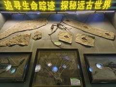 -诸城市恐龙博物馆