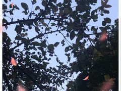 -陶然亭公园