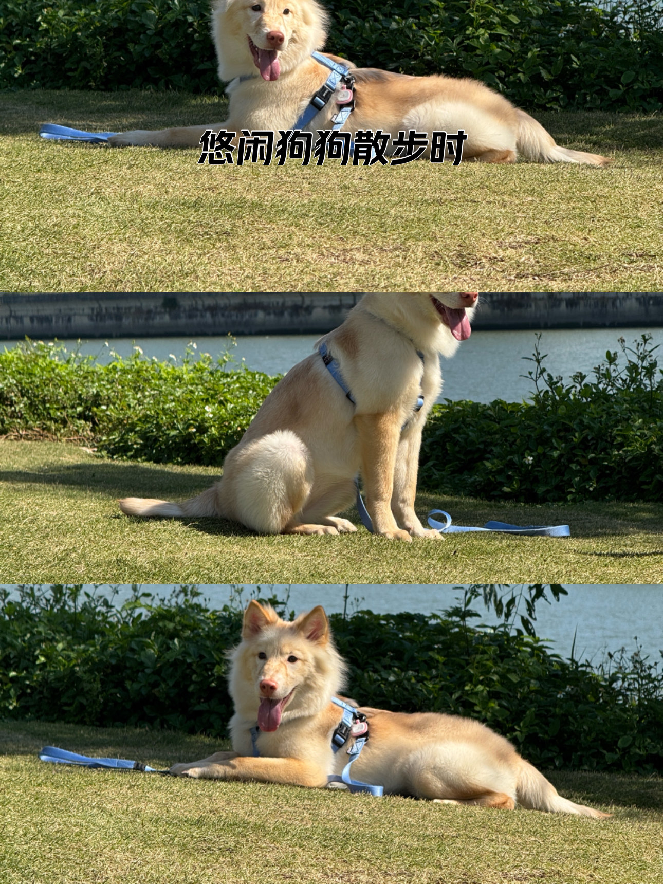 狗狗晒太阳啦☀️