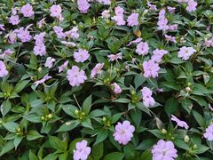-黑龙江省森林植物园