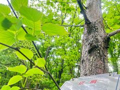 -素山寺森林公园