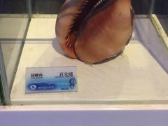 -贝壳梦幻世界