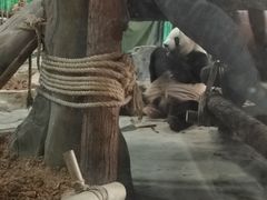 -灵玲国际马戏城