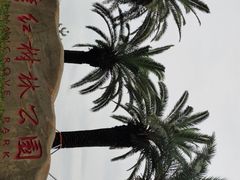 -宝安西湾红树林湿地公园