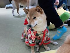 -逗柴咖啡屋·狗咖猫咖宠物桌游