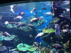 -暹罗海洋世界