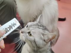 -和它·交个朋友·狗咖猫咖(爱琴海店)