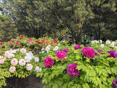 -莲花池公园