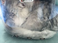 -博特宠物医院24h犬猫全科.骨科·异宠