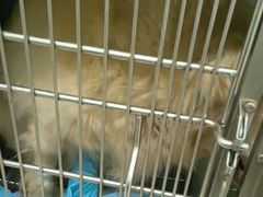 -佳雯宠物医院·皮肤科·内外科(春晓路分院)