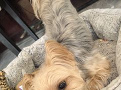 -宠福鑫康馨动物医院·骨科·眼科