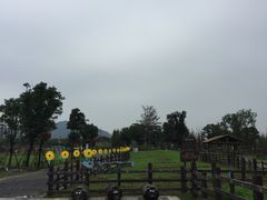 -田园东方蜜桃村的田野营地
