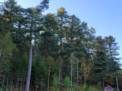 -五营红松林海景区