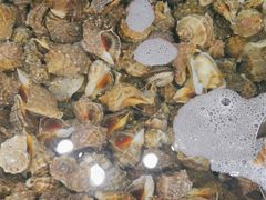 -港畔赶海蒸汽海鲜烧烤自助(仙螺岛店)