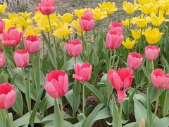 -石家庄市植物园