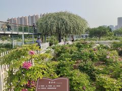 -曹州百花园